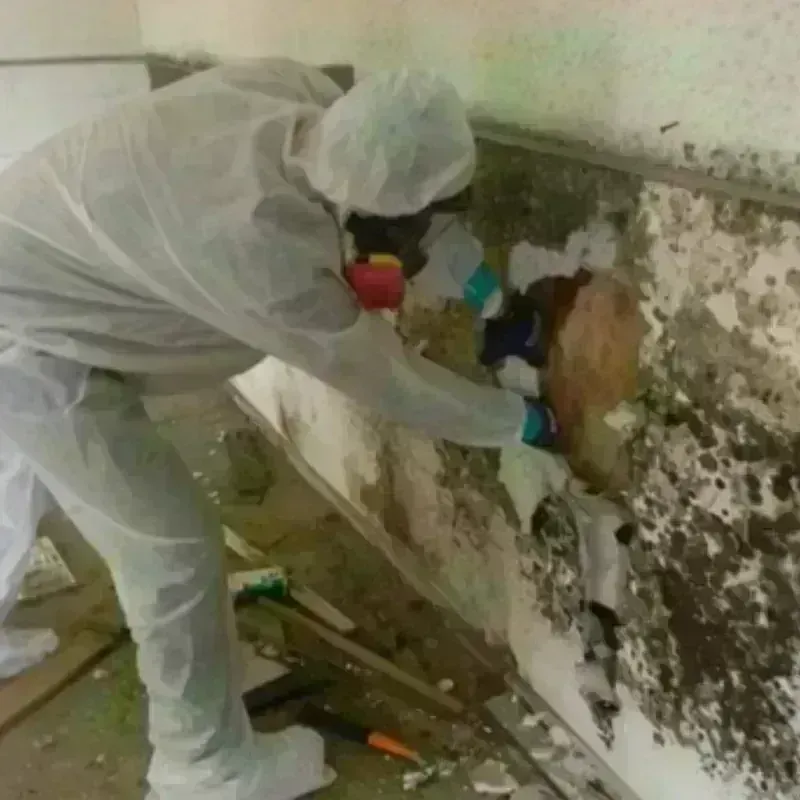 Mold Remediation and Removal in Shortsville, NY